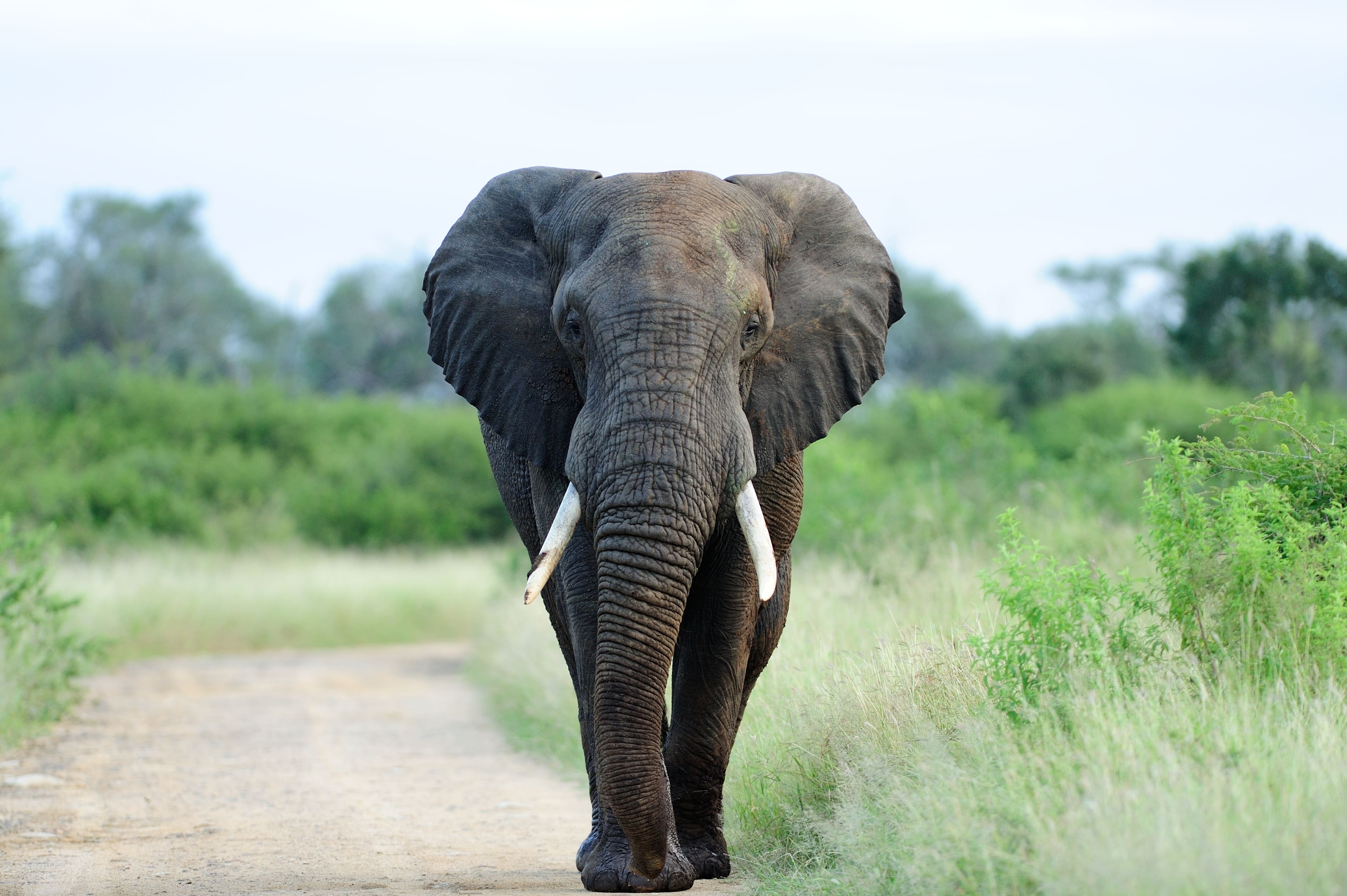 Dumbo