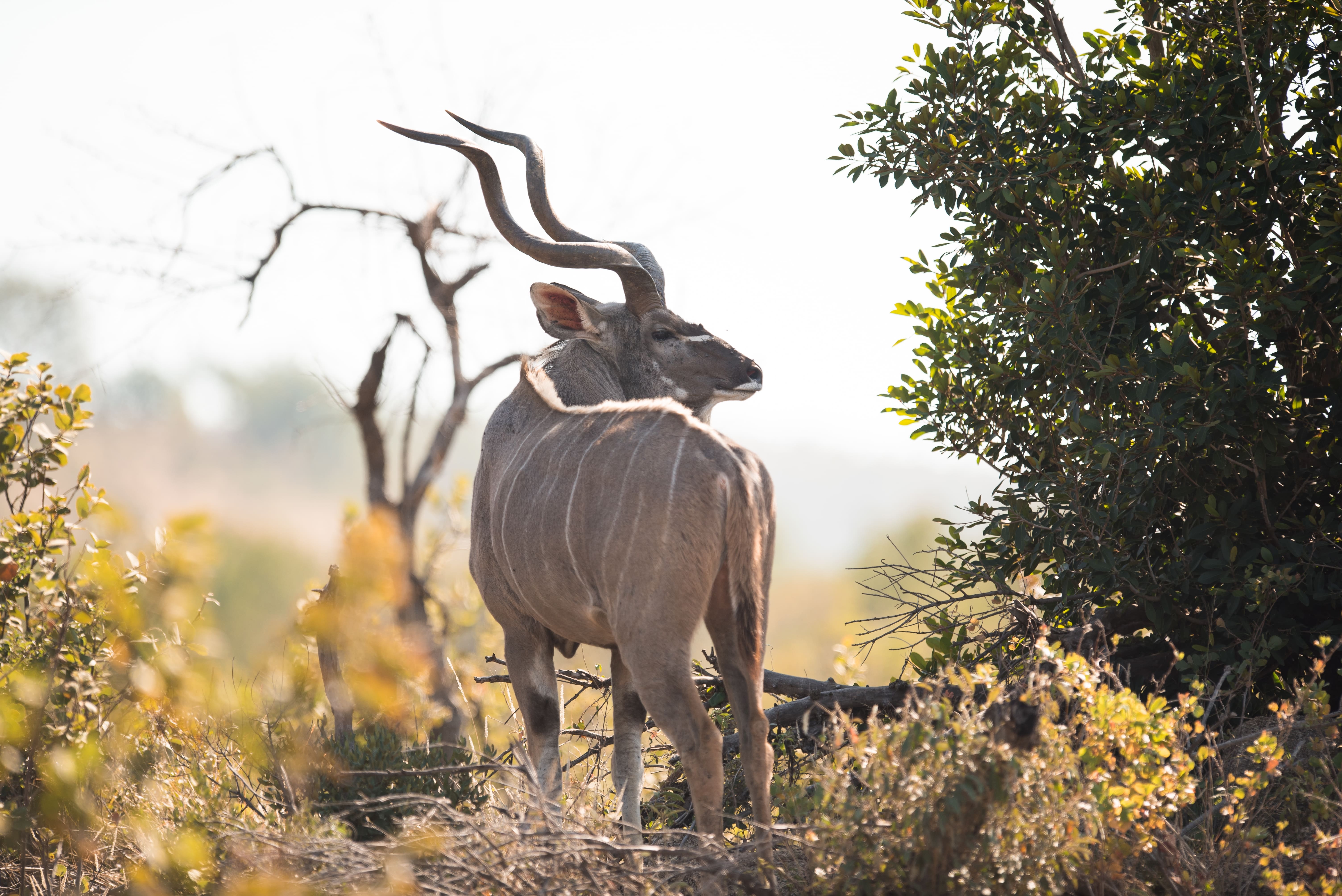 La Savane Africaine
