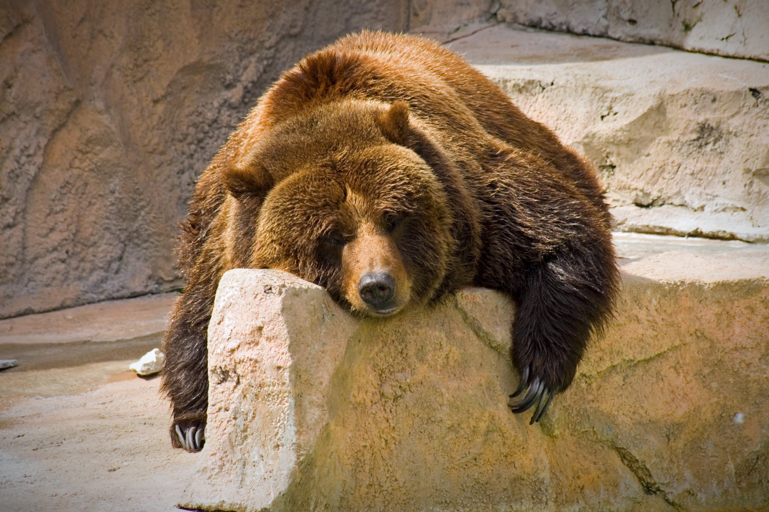 Grizzly