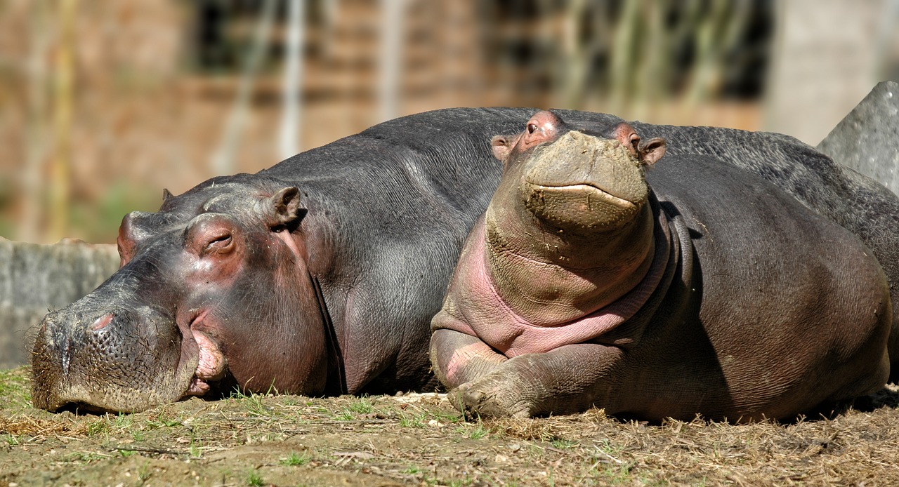 hippo